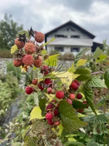 Căsuța MAGICĂ